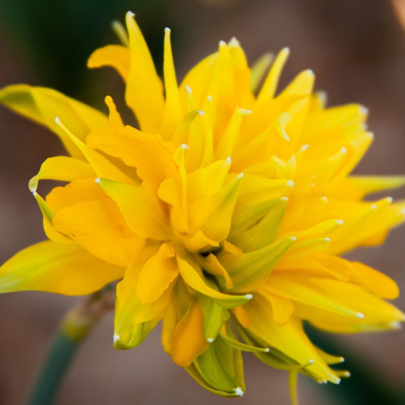 Narcisse Rip Van Winkle (Flowering)
