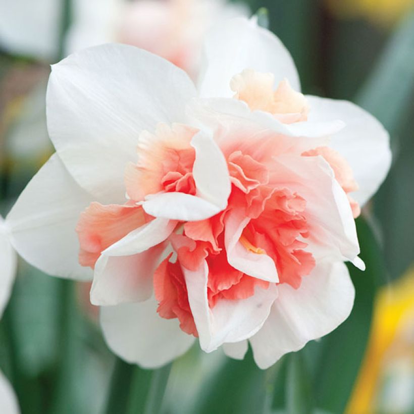Narcisse Rosy Cloud (Flowering)
