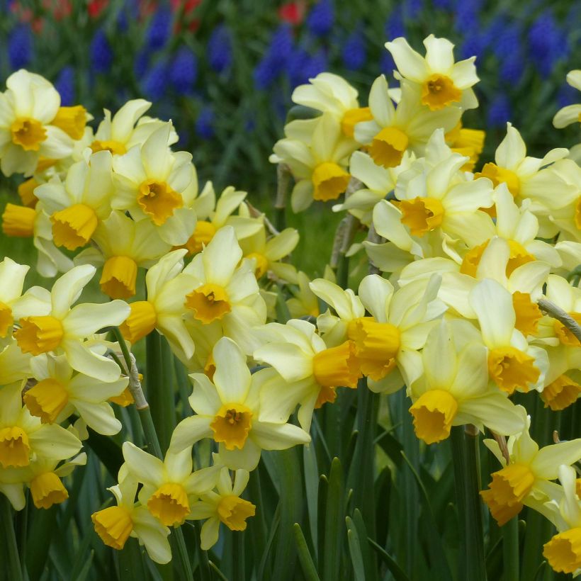 Narcisse Spring Sunshine (Flowering)