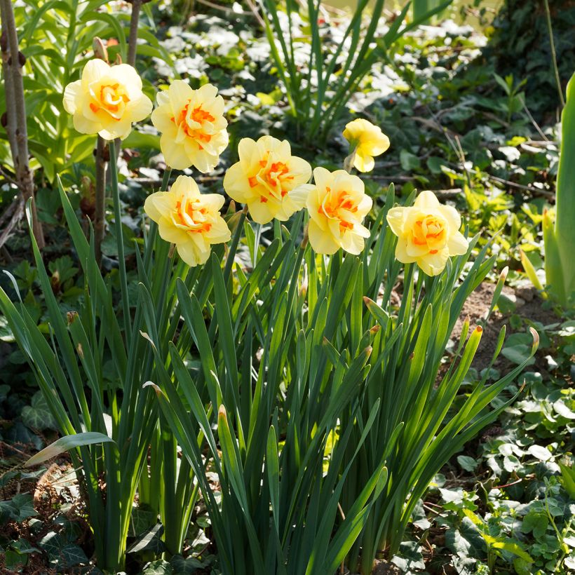 Narcisse Tahiti (Plant habit)