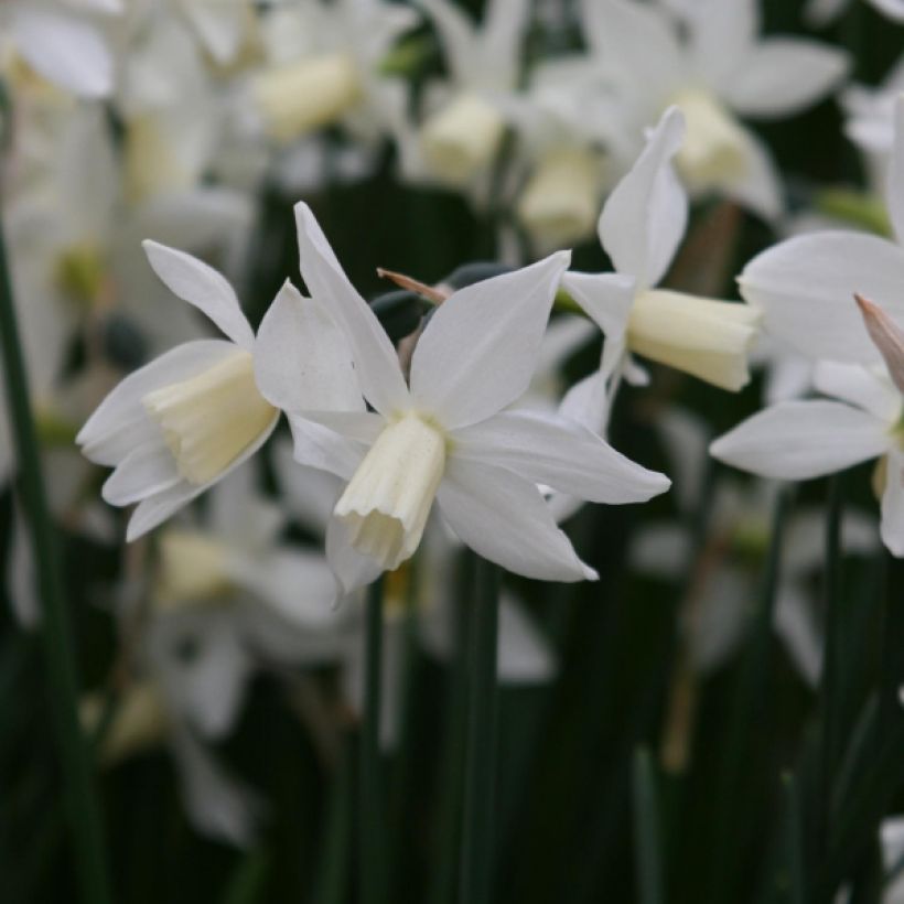 Narcisse Toto (Flowering)
