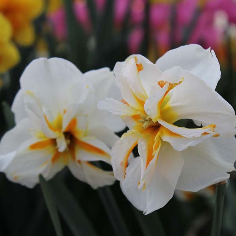 Narcisse Trepolo (Flowering)
