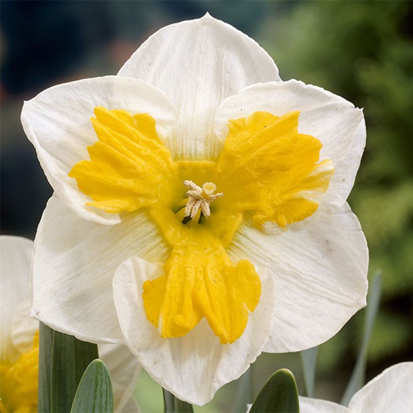 Narcisse Tricollet (Flowering)