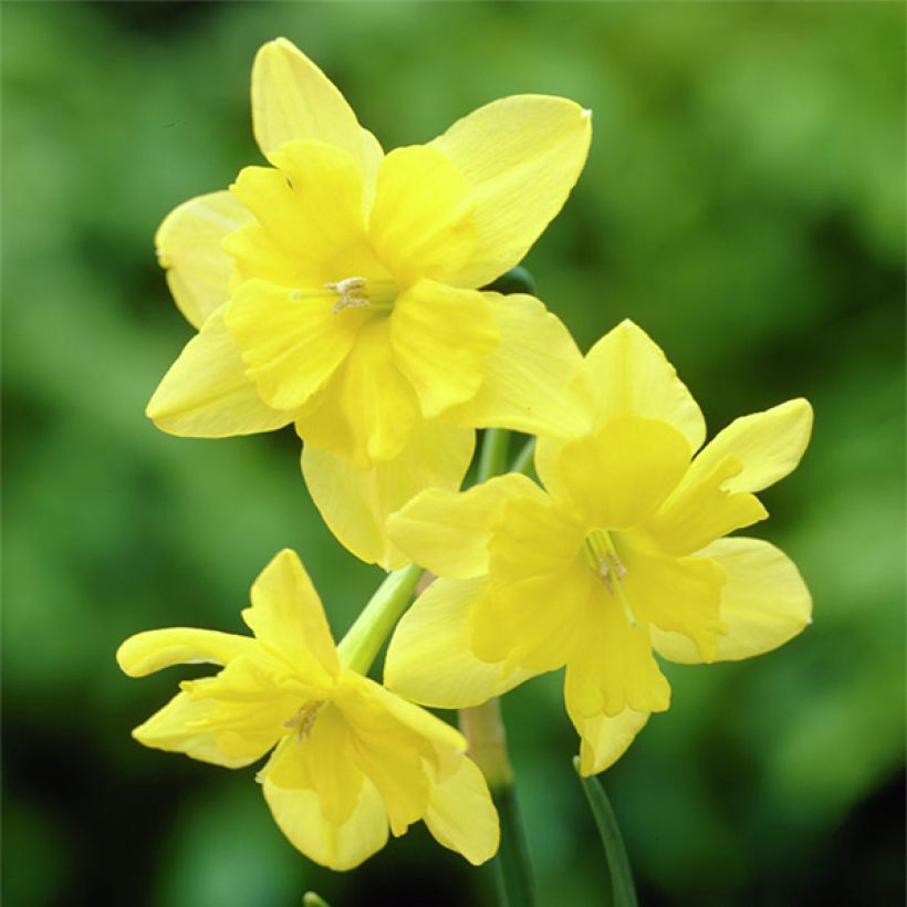 Narcisse Tripartite (Flowering)