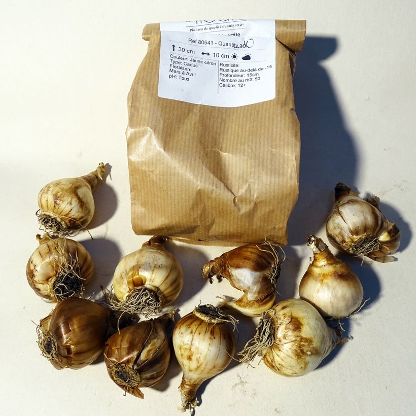 Example of Narcisse Tripartite Bulbe size 10 as you get