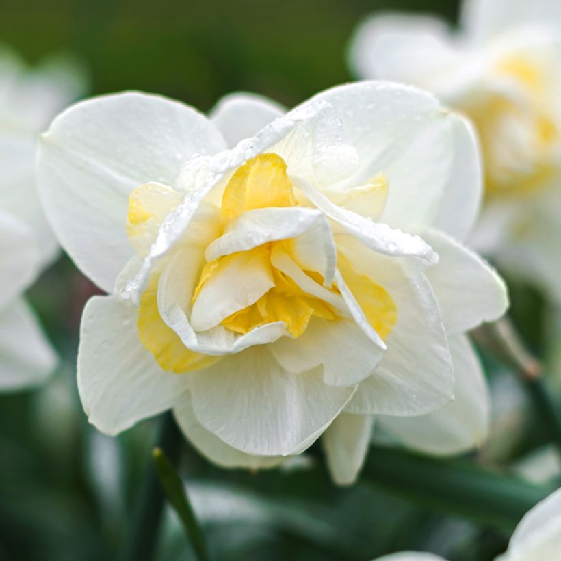 Narcisse White Lion (Flowering)