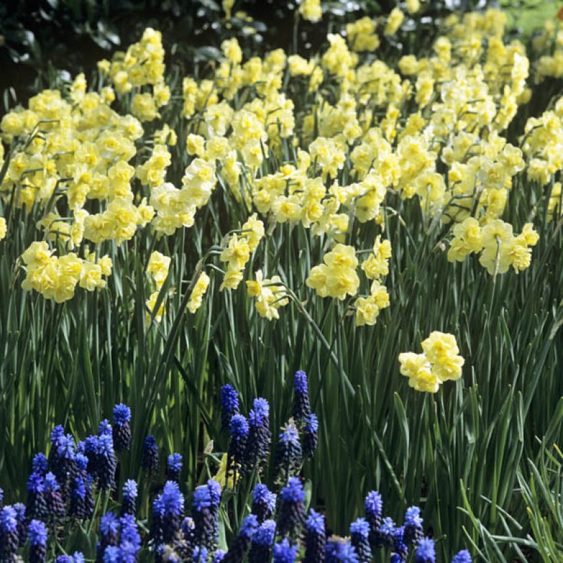 Narcisse Yellow Cheerfulness (Plant habit)