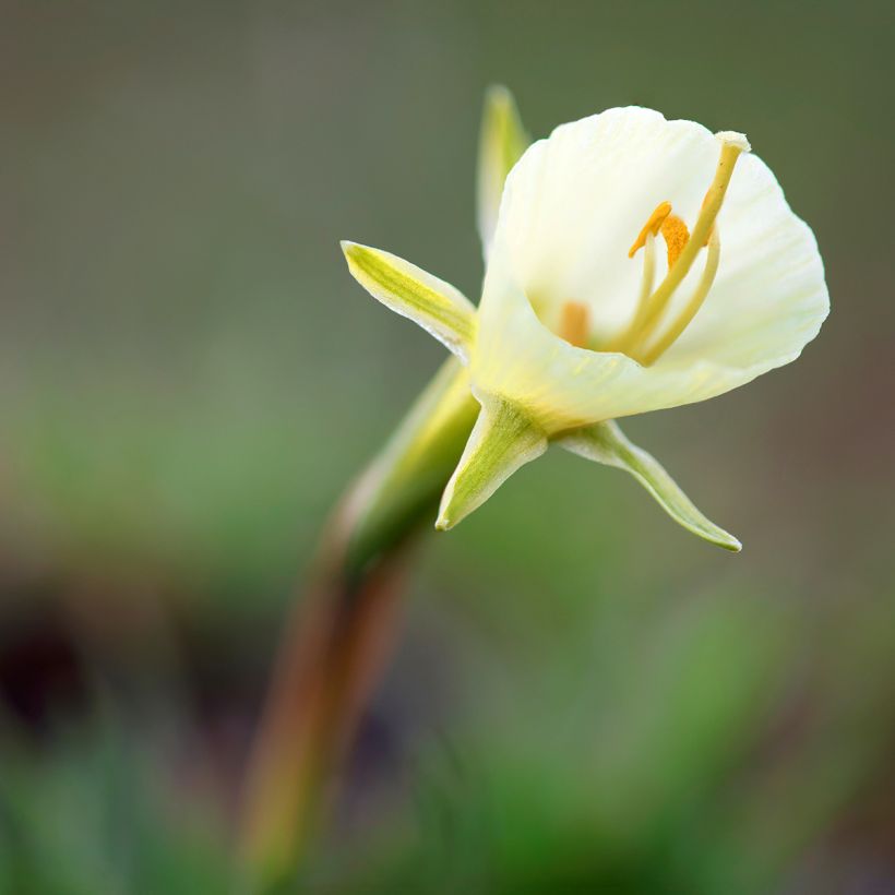 Narcisse bulbocodium White Petticoat (Flowering)