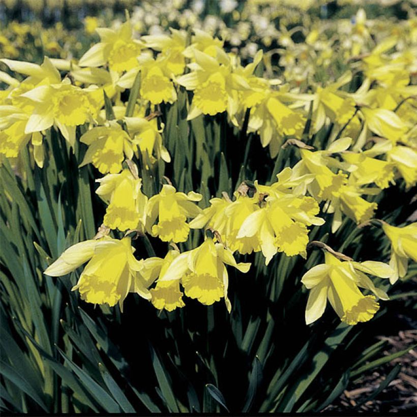 Narcisse pseudonarcissus - Jonquille des Bois (Plant habit)