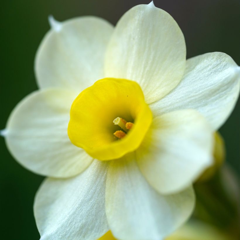 Narcisse tazetta Minnow (Flowering)