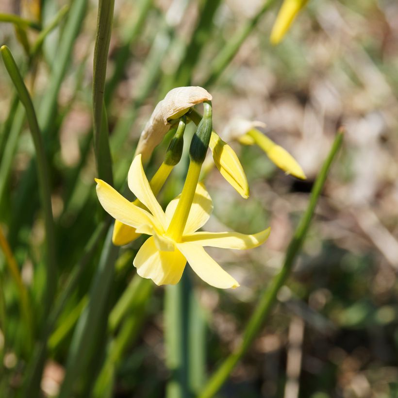 Narcisse triandrus Hawera (Flowering)
