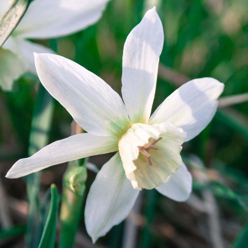 Narcisse triandrus Thalia (Flowering)