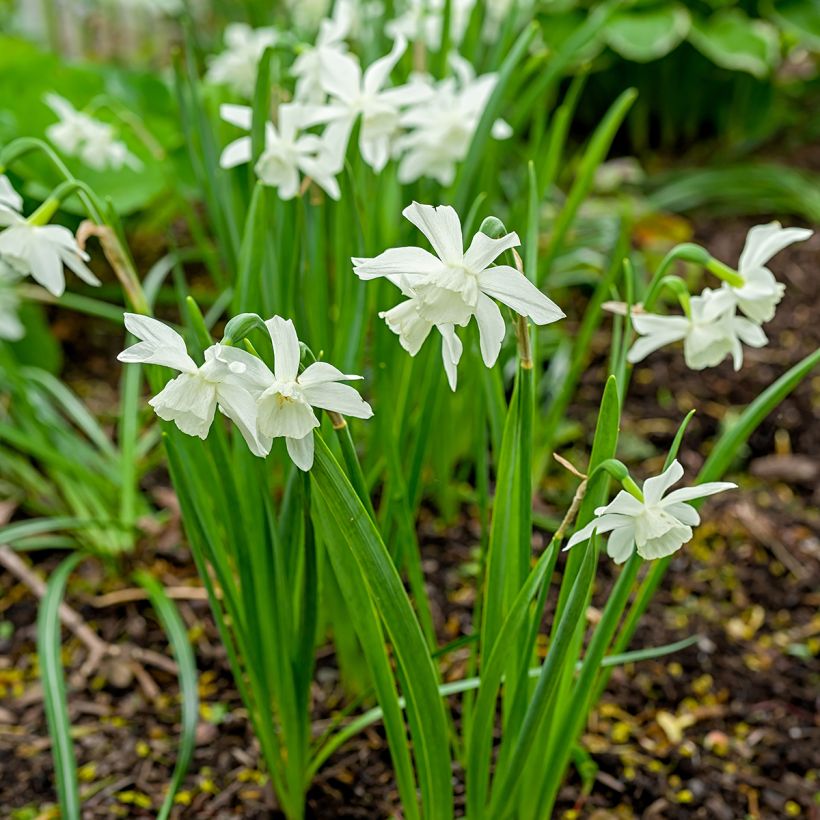 Narcisse triandrus Thalia (Plant habit)