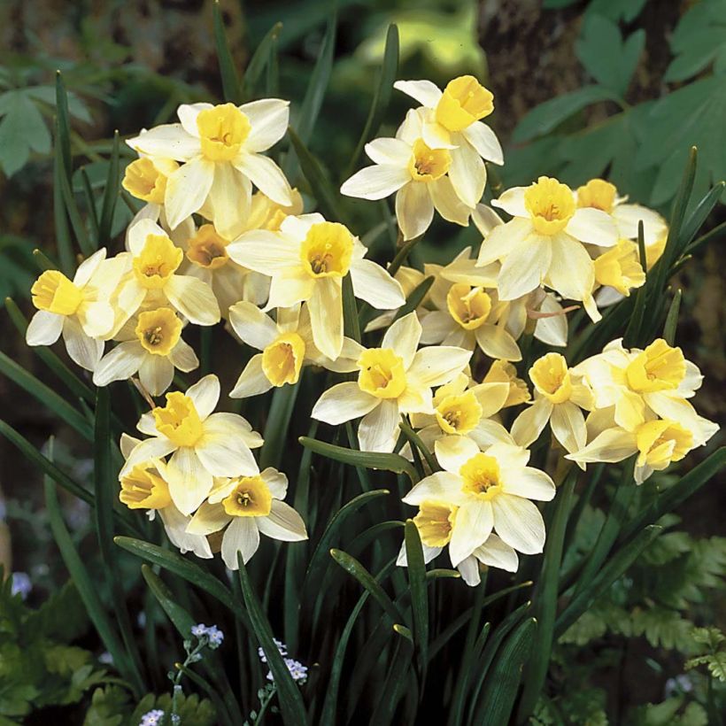 Narcisse miniature Sailboat (Flowering)