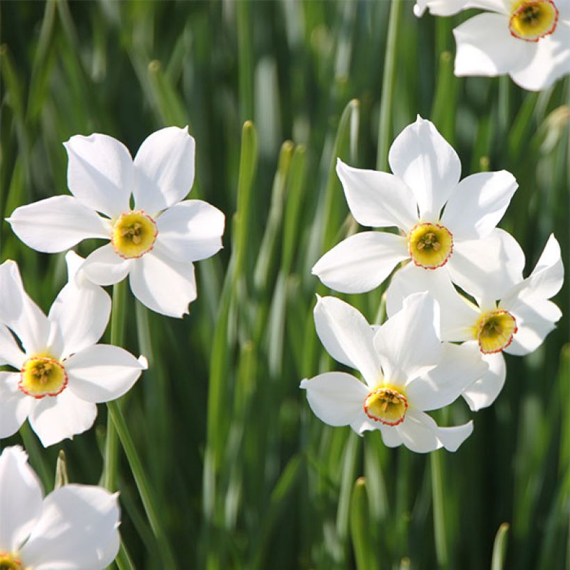 Narcisse poeticus Recurvus (Flowering)