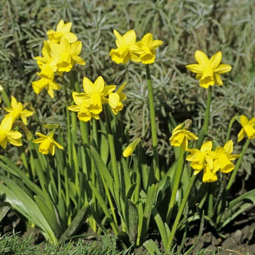Narcisse Tête à Tête (Plant habit)