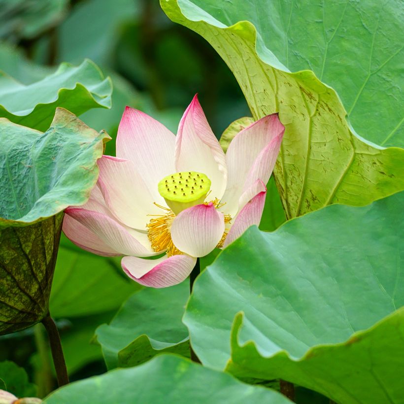 Nelumbo Guifei Zuijiu - Lotus nain (Foliage)