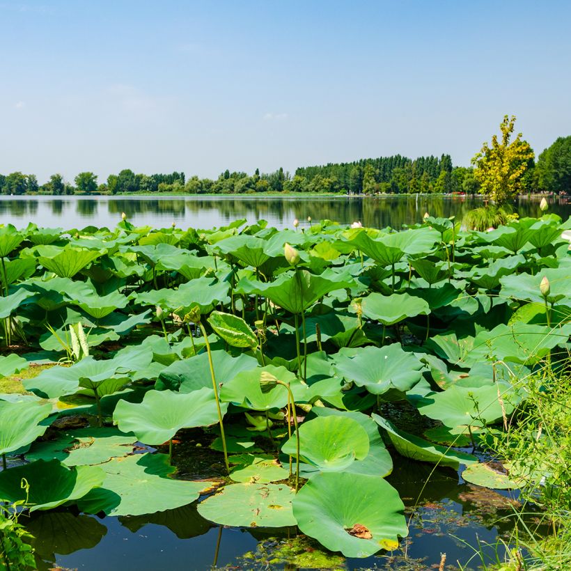Nelumbo nucifera Stellar White - Lotus des Indes blanc (Foliage)