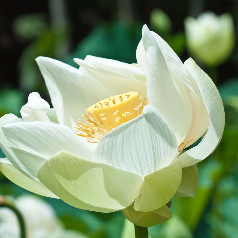 Nelumbo nucifera Stellar White - Lotus des Indes blanc (Flowering)