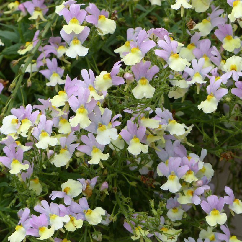 Némésia Fairy Kiss Pink Lemonade (Flowering)