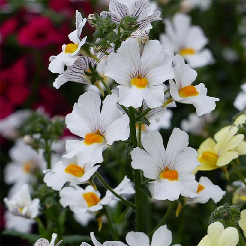 Némésia  Sunsatia Plus Anona (Flowering)