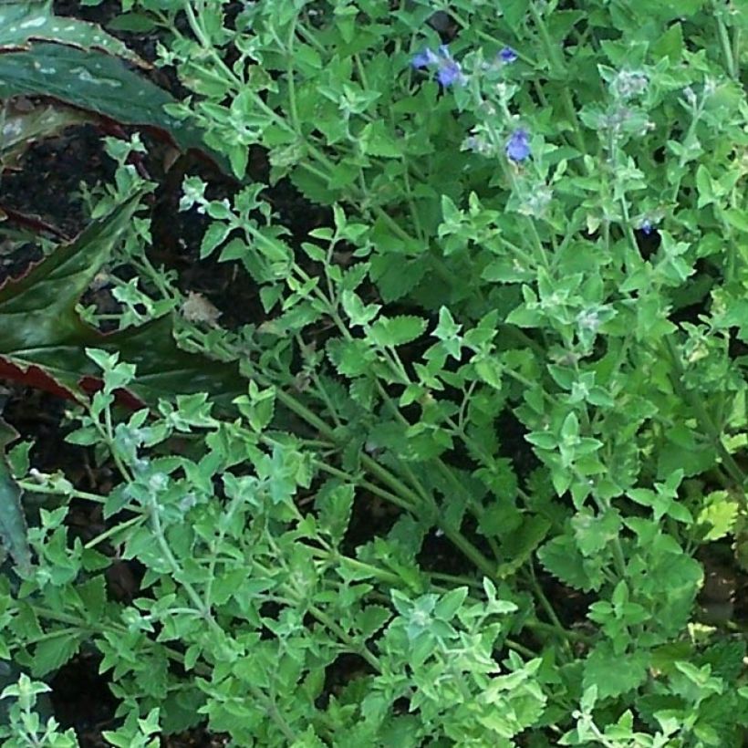 Nepeta Kit Cat - Chataire (Foliage)
