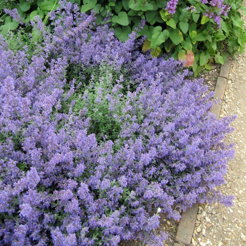 Nepeta Kit Cat - Chataire (Plant habit)