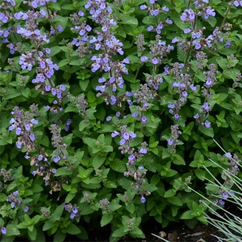 Nepeta Purrsian Blue - Chataire (Foliage)