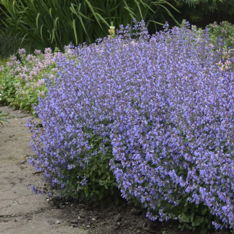 Nepeta Purrsian Blue - Chataire (Plant habit)
