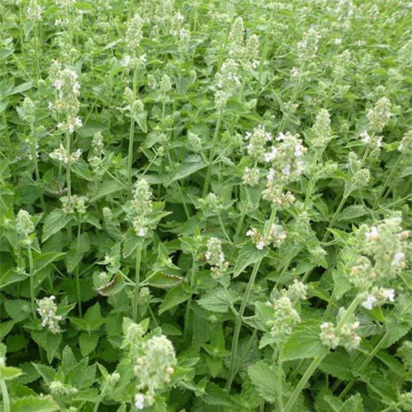 Nepeta cataria Citriodora - Chataire citron. (Flowering)