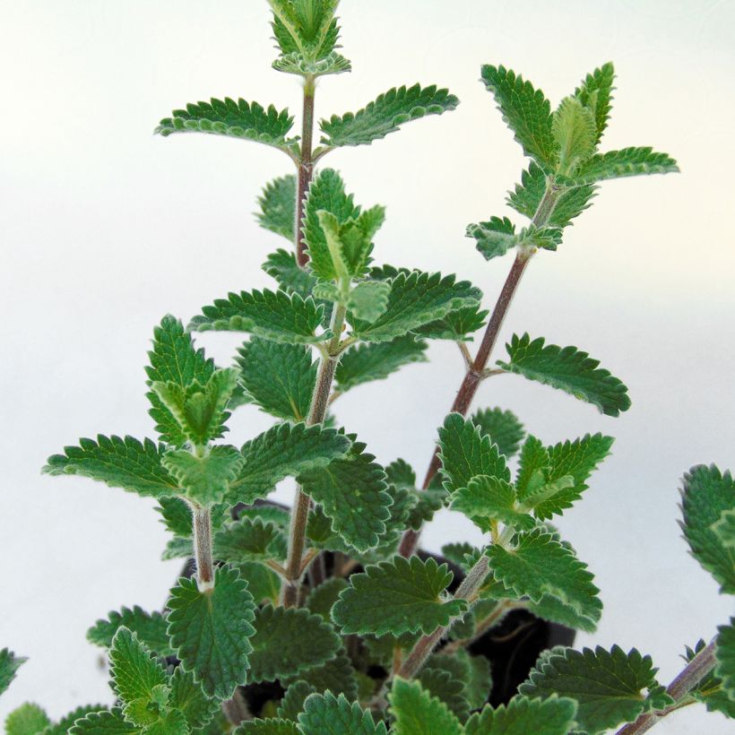Nepeta faassenii Cat’s Meow - Chataire  (Foliage)