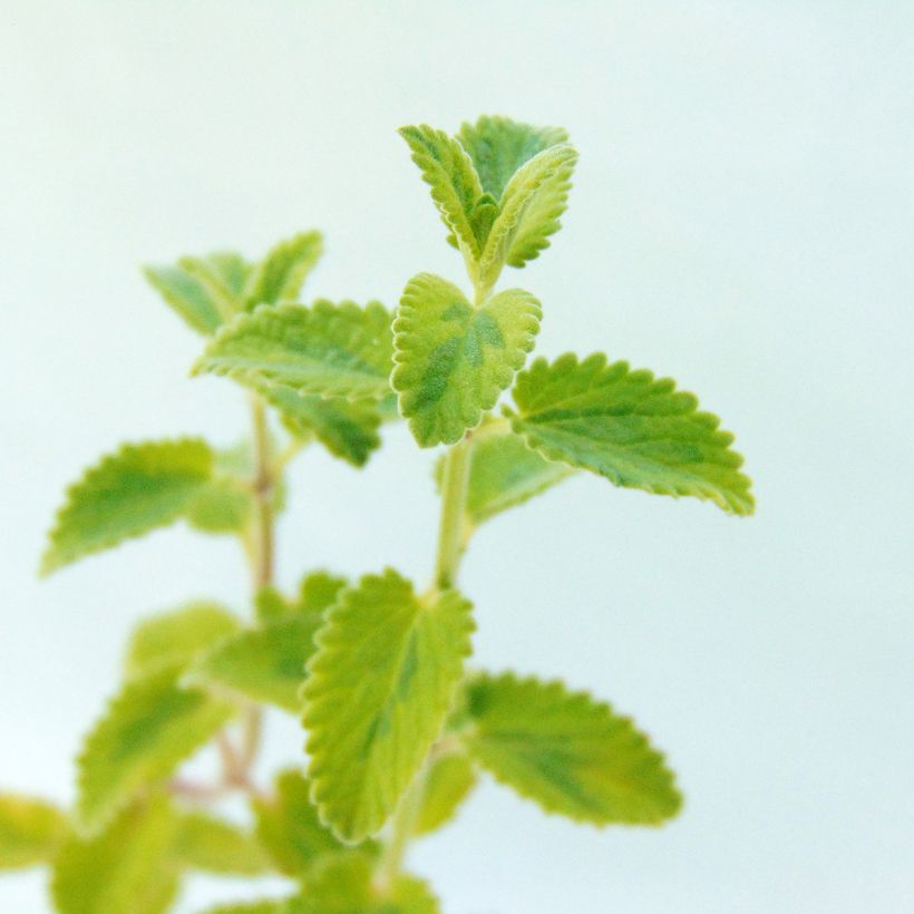 Nepeta faassenii Six Hill Giant Gold (Foliage)