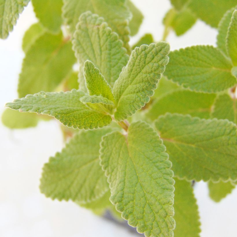 Nepeta grandiflora Bramdean (Foliage)