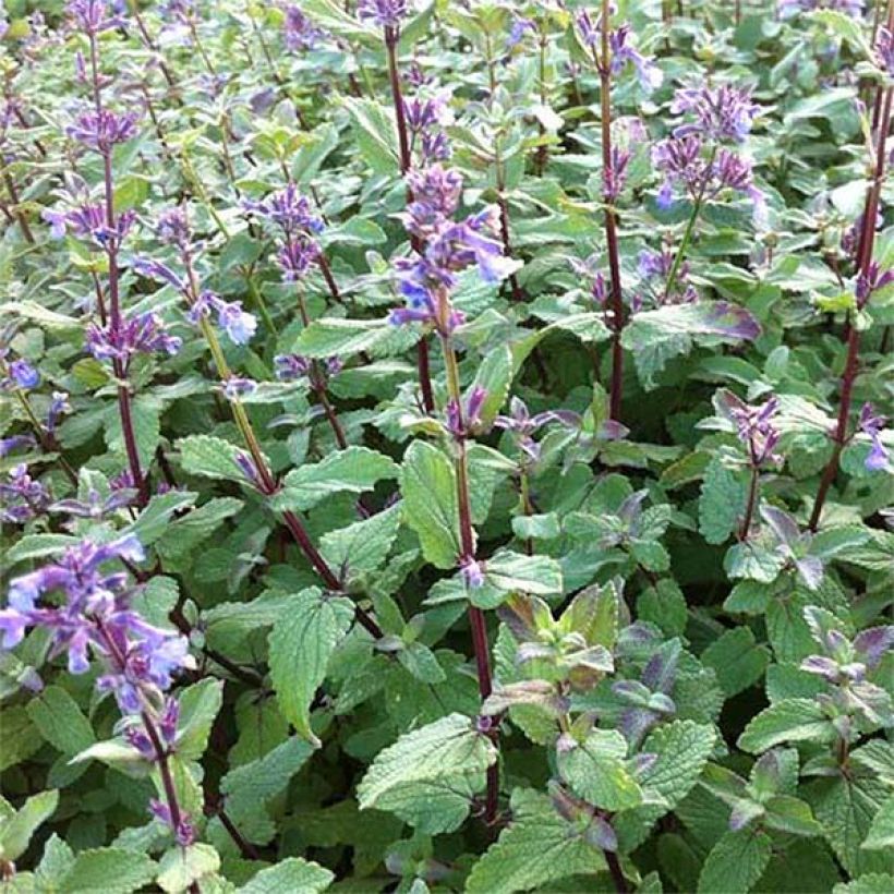 Nepeta grandiflora Bramdean (Flowering)