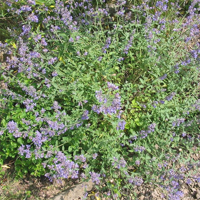 Nepeta grandiflora Wild Cat - chataire (Plant habit)