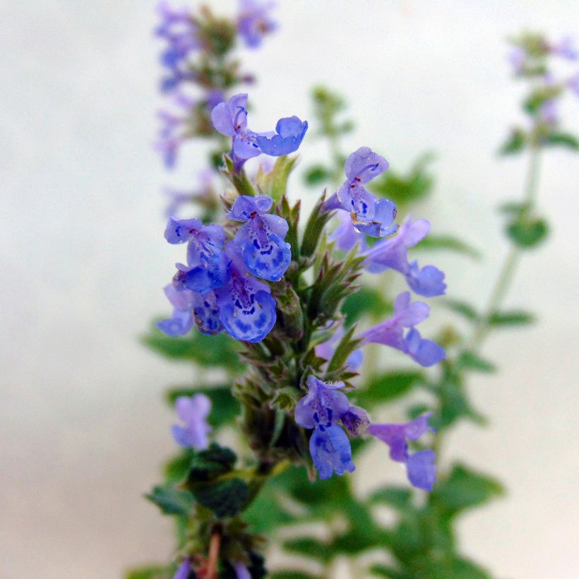 Nepeta grandiflora Zinser's Giant - Herbe à chats géante (Flowering)