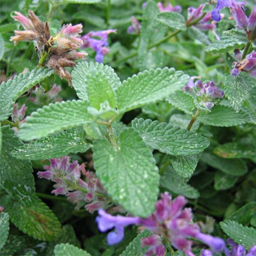 Nepeta mussinii (racemosa) - Chataire (Foliage)