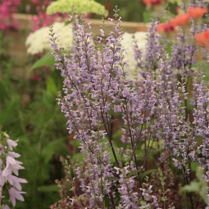 Nepeta nuda Purple Cat - Chataire (Plant habit)