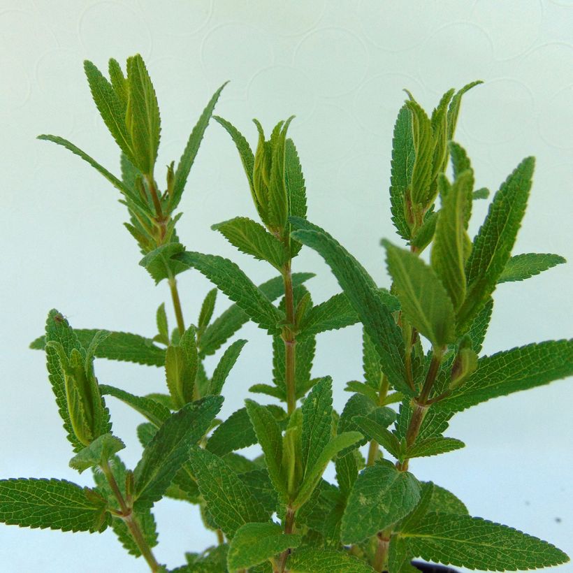 Nepeta nuda Purple Cat - Chataire (Foliage)