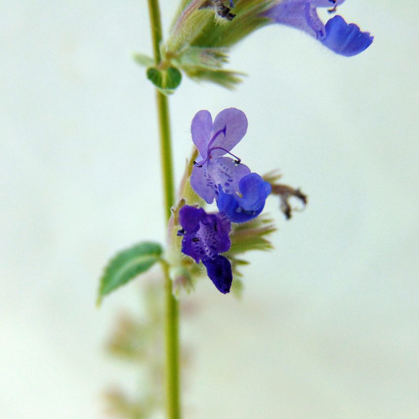 Népéta racemosa Grog - Chataire (Flowering)