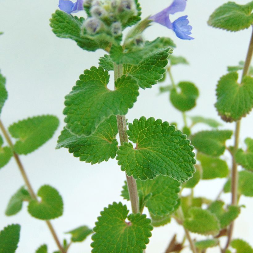 Nepeta racemosa Superba - Chataire (Foliage)