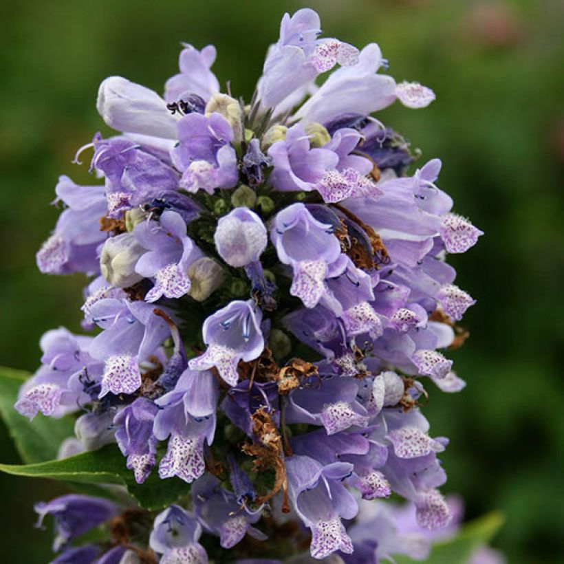 Nepeta subsessilis - Chataire subsessile  (Flowering)