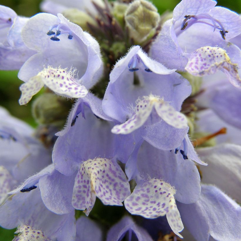 Nepeta subsessilis Blue Panther - Chataire subsessile (Flowering)
