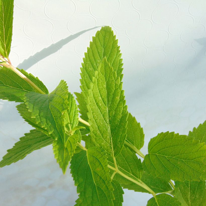 Nepeta subsessilis - Chataire subsessile  (Foliage)