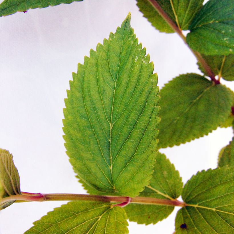 Nepeta subsessilis Laufen - Chataire (Foliage)