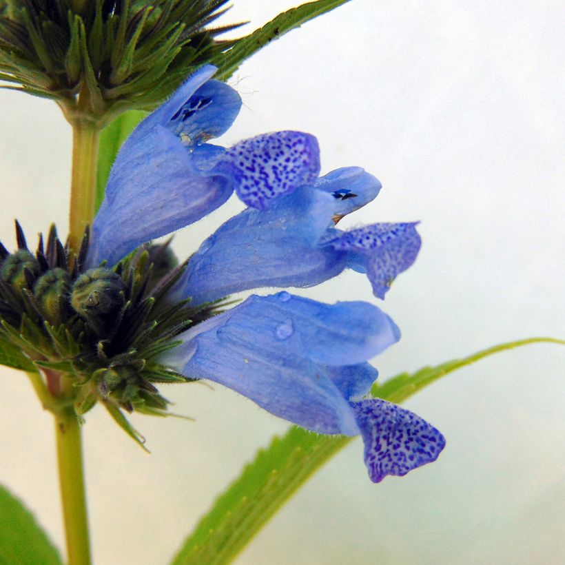 Nepeta subsessilis Laufen - Chataire (Flowering)