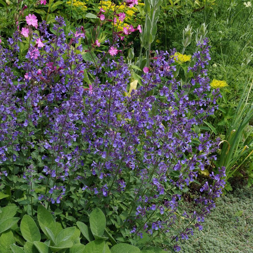 Nepeta x faassenii Junior Walker (Plant habit)