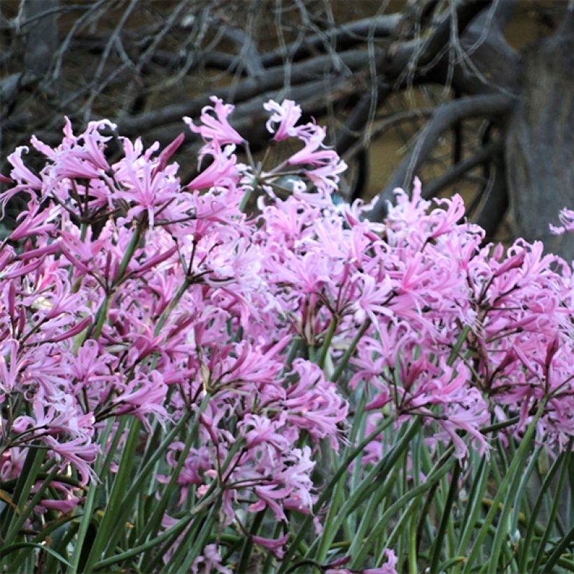 Nerine bowdenii type - Lis de Guernesey (Plant habit)
