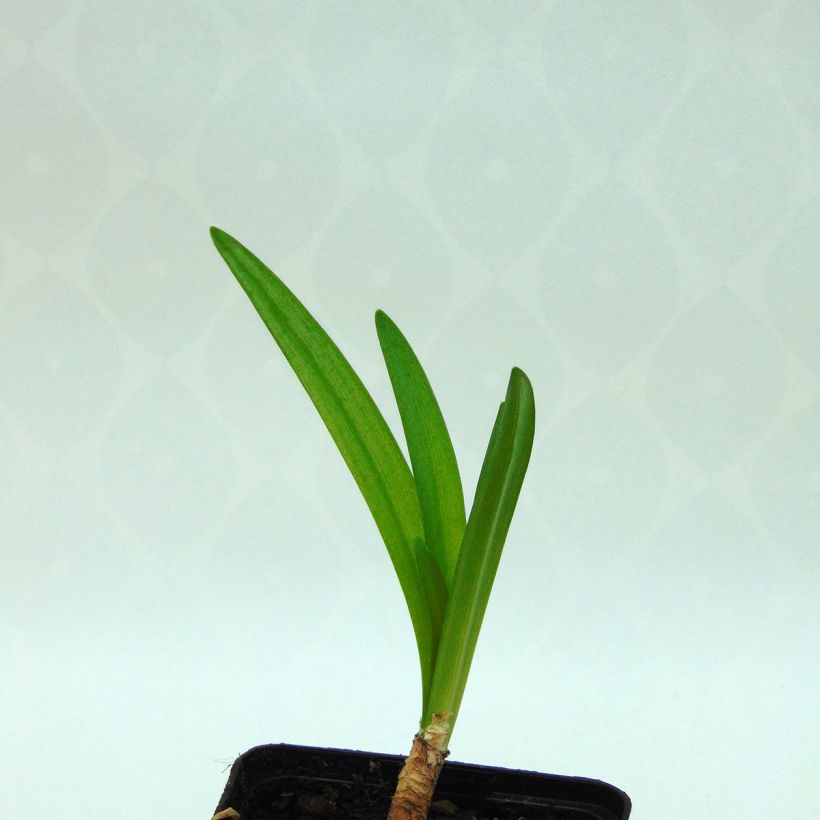 Nerine flexuose blanche (Foliage)
