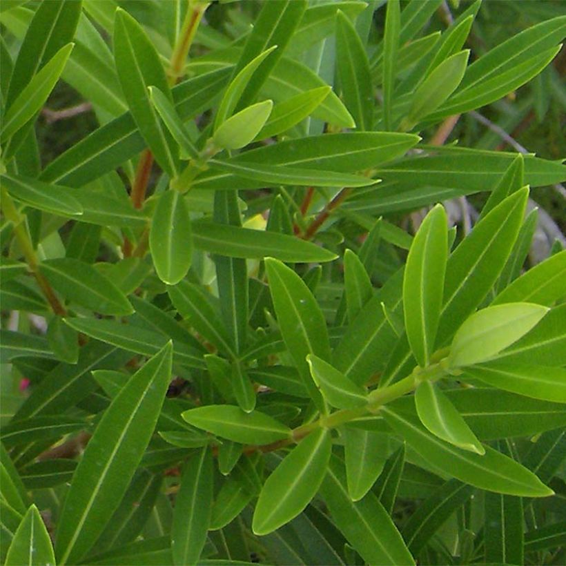 Laurier rose - Nerium oleander Rouge Double (Foliage)